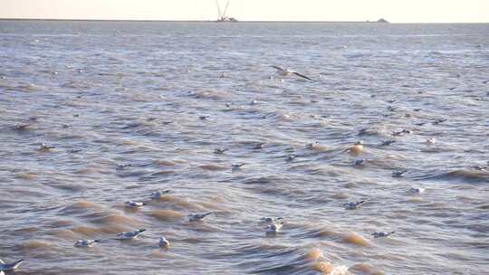 海边 海鸥 大海 冬季 群居鸟类 动物 飞禽