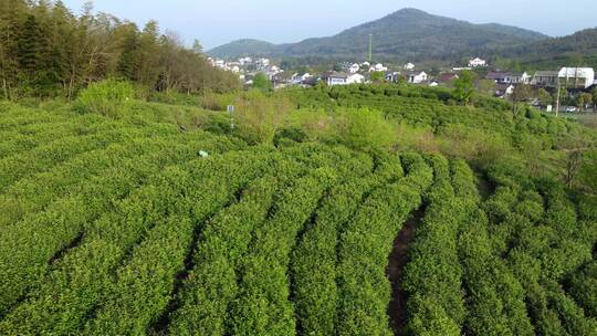 茶茶山茶园