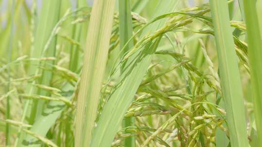 阳光下的稻田生态农业稻田