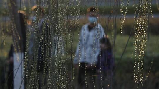 春天生机勃勃的垂柳