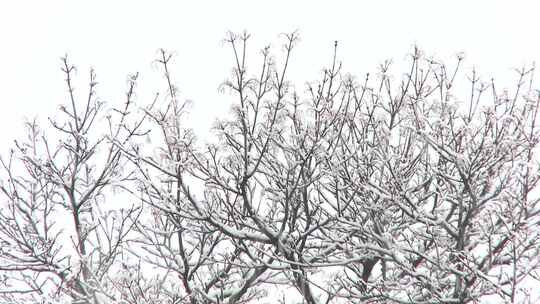 雪花落在树上和树枝上。