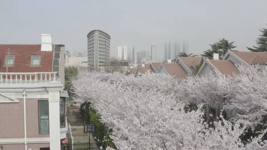 青岛西海岸樱花大道4KDlog风景航拍