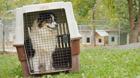 狗狗被关在笼子里