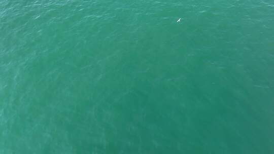 俯拍海鸟海面飞鸟飞行海鸥大海自由飞翔翱翔