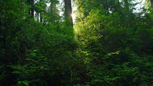 森林丛林阳光