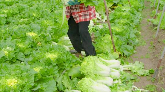 大白菜种植视频素材模板下载