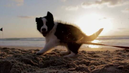 小狗在海边沙滩上玩乐