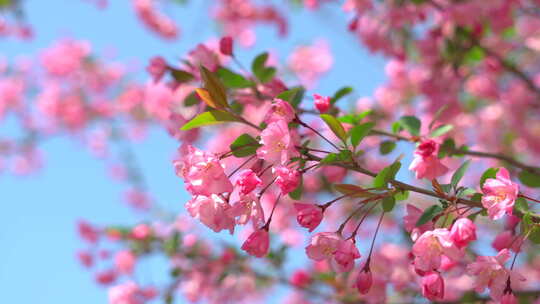 春天盛开海棠花