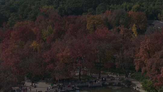 苏州天平山枫叶红了
