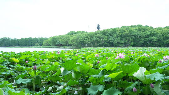 武汉东湖生态旅游风景区