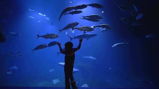 男孩看着鱼儿在水族馆里游泳