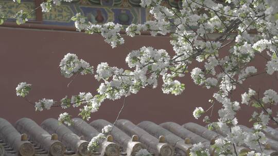 故宫花开 梨花