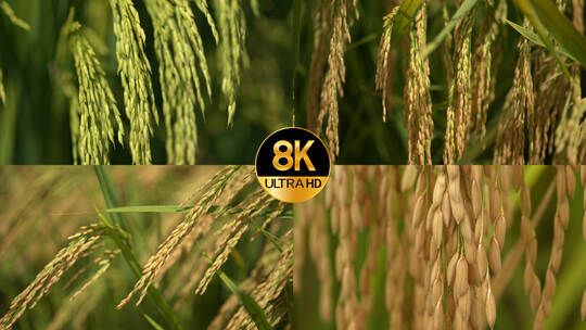 稻谷丰收农业乡村实拍