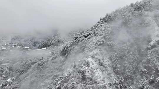 雪覆盖的植物顶部景象