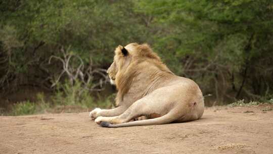 孤独的雄狮行走，坐在土路上，跟踪拍摄。