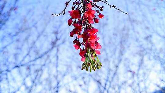 枝头绽放的红色花卉