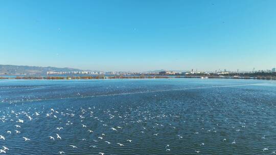 航拍滇池洱海成群红嘴鸥