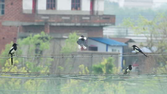 夏天农村电线上的鸟类喜鹊视频素材模板下载