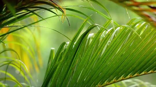 棕榈叶在温柔的雨中