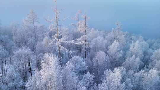 积雪覆盖的树林景观