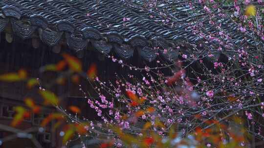 杭州西湖郭庄雨天梅花风景