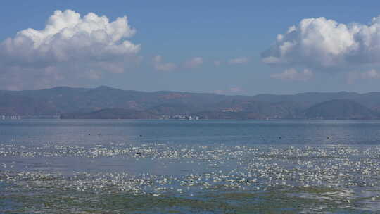 大理洱海丽江海菜花昆明滇池抚仙湖美景