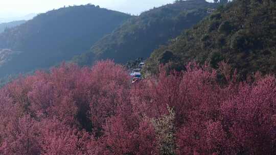 漫山遍野盛开的紫红色花树风景