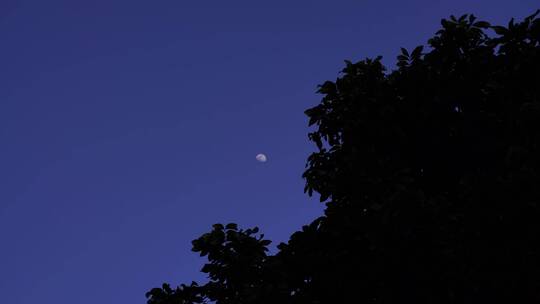 夜晚月亮树林弯月树叶晚上森林夜空天空黑夜视频素材模板下载