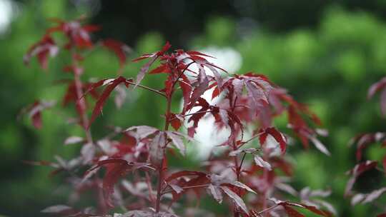 秋天枫叶在雨中轻轻摇动