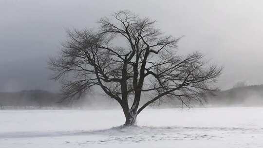 冬季大风中的孤树