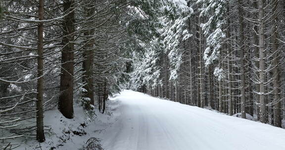 田园诗般的冬季景观中的道路无人机视图新鲜积雪的茂密森林中的自然