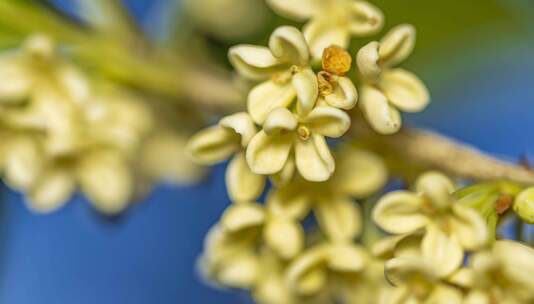 4K微距桂花空镜唯美花瓣飞舞