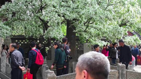 百年流苏花满枝头