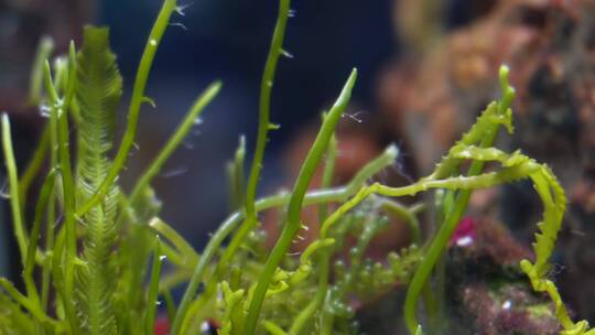 【镜头合集】海藻海草海水缸造景小丑鱼视频素材模板下载