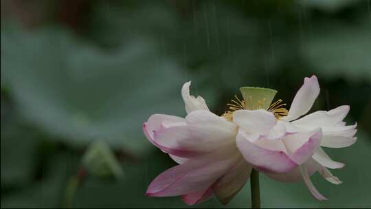 雨中盛开的荷花视频25fps