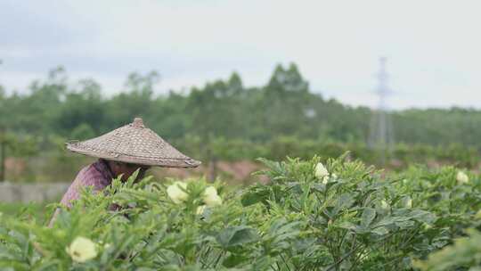 田园生活乡村风光