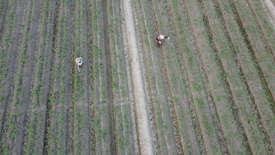 航拍种植西红柿4K实拍视频