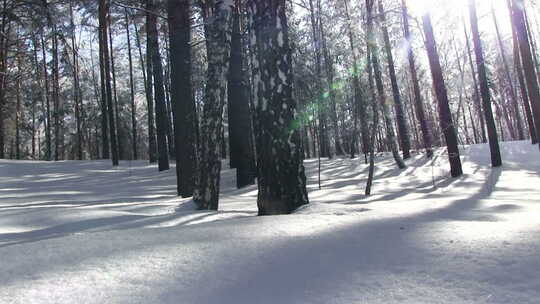 冬季冰雪森林树林冬季