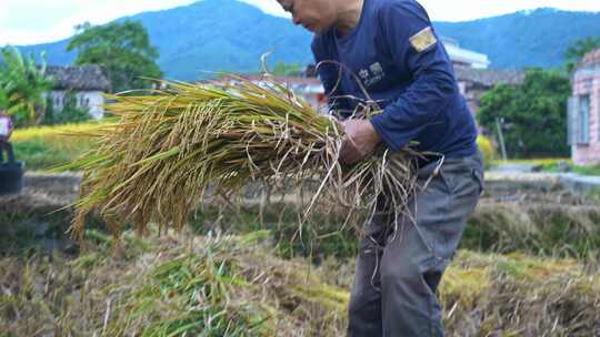 田间劳作人工镰刀收割水稻打谷机