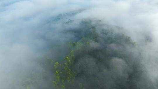 航拍云雾中的茶山