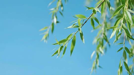 处暑白露柳树飘扬唯美清新自然视频