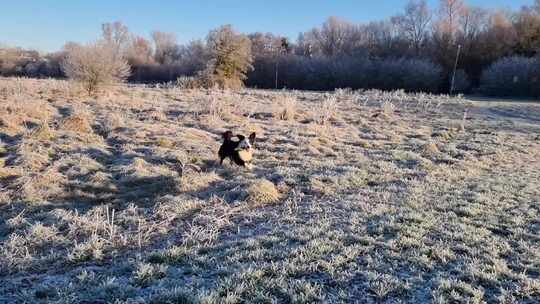 狗狗在清晨下霜的草地上玩耍