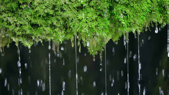 大自然森林苔藓水滴