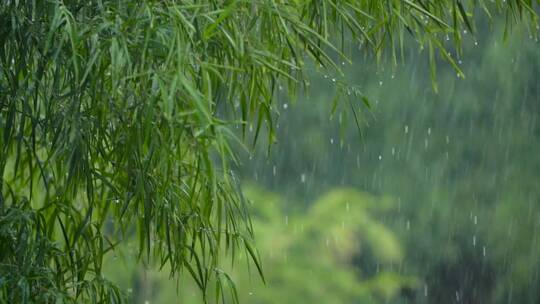 雨中绿树与干旱城市建筑