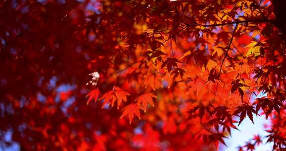 秋天阳光穿过树叶唯美红叶红枫光影慢镜头