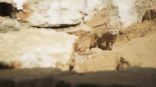 Fennec Fox，沙漠，沙子，泥土