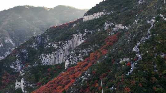 秋日红叶森林航拍满山红叶