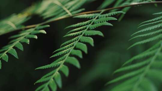 热带雨林绿色植物