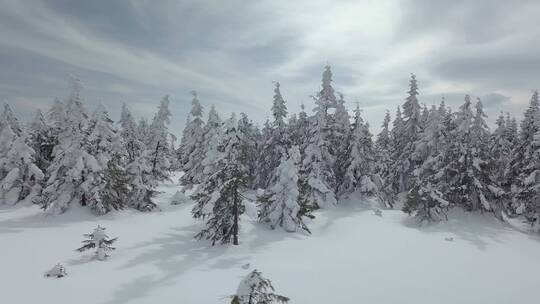 冬季白雪覆盖的森林