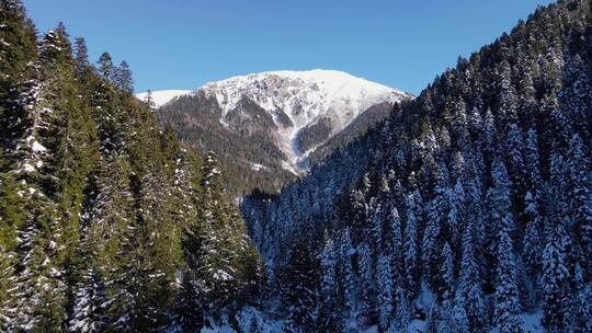 雪山和松林